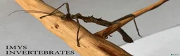 Stick Insects invertebrates for sale: X5 SUNNY STICK INSECTS happy to ship  - Advert 3
