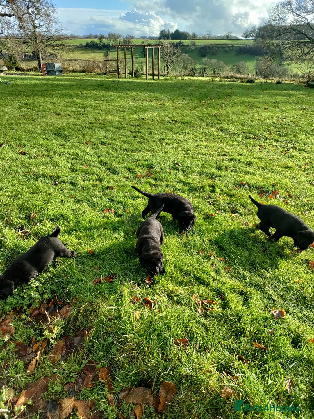 Labrador Retriever dogs for sale: Adorable Labrador Puppies  - Advert 7