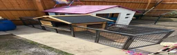 Mixed Breed rabbits for sale: Cage Rabbit/ hens/ any animal outside run  - Advert 4