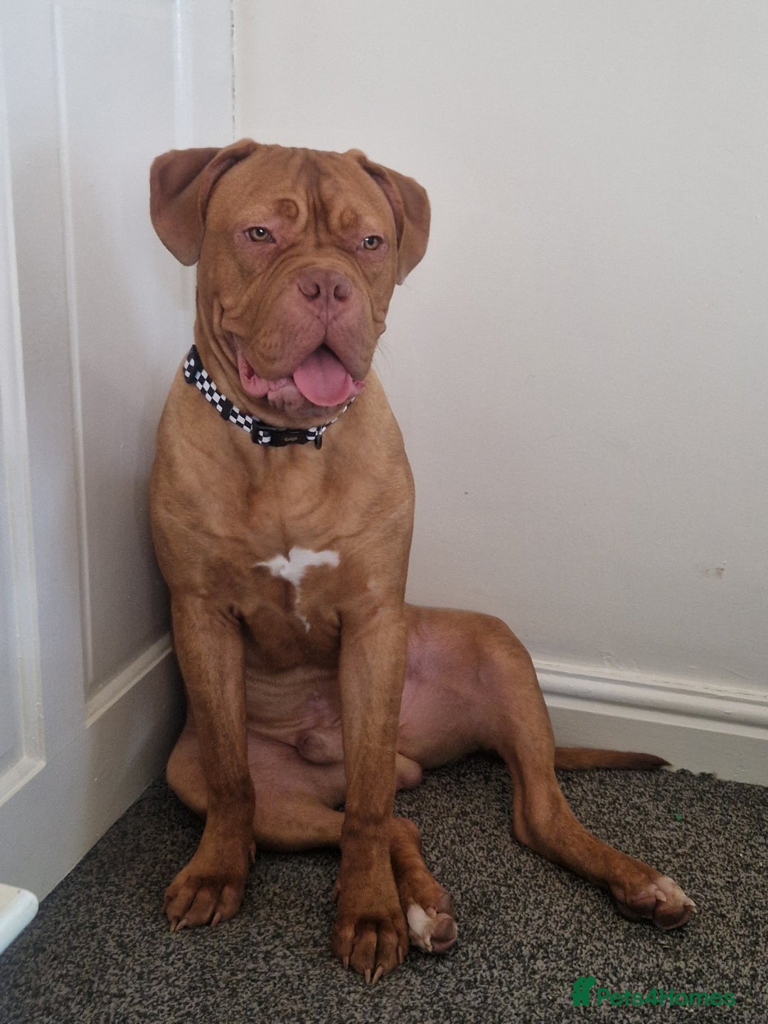 Mixed Breed dogs for sale: URGENT. Bruce the bordeux  - Image 5
