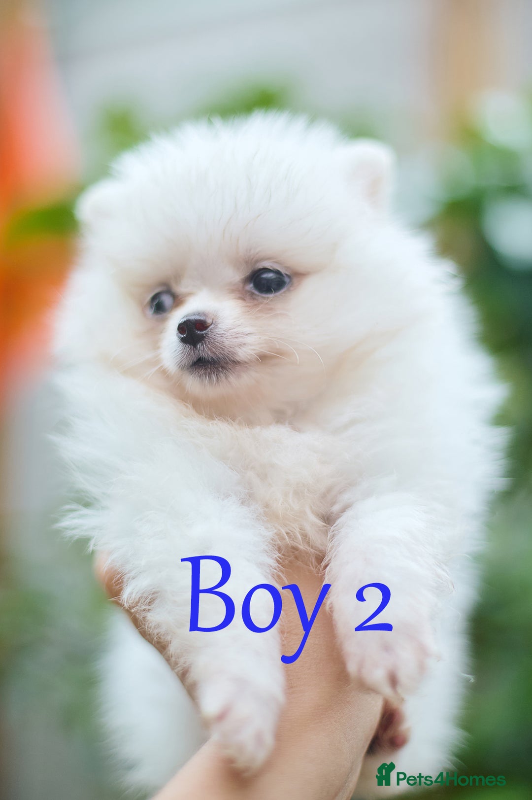 Pomeranian dogs for sale: KC Pomeranian puppies (Korean lines) - Image 28