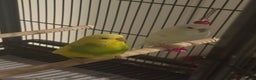 Budgerigars birds for sale: Rio and Olaf - Advert 1