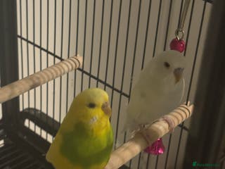 Budgerigars birds Rio and Olaf - Advert 1