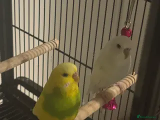 Budgerigars birds Rio and Olaf - Advert 18