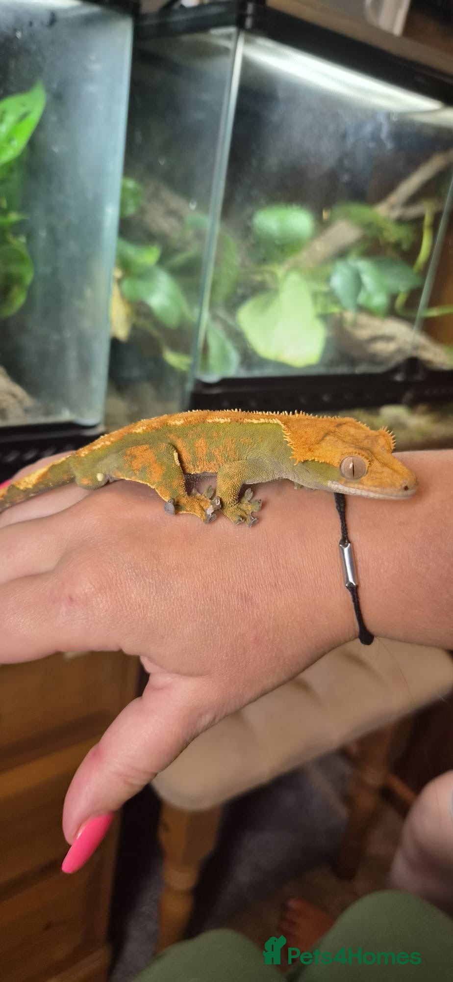 Gecko reptiles Crested Gecko  - Advert 3