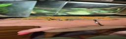 Gecko reptiles for sale: Crested Gecko  - Advert 1
