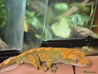 Gecko reptiles Crested Gecko - Advert 1