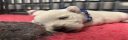 West Highland Terrier dogs for sale: KC gorgeous Westies puppies - Advert 2