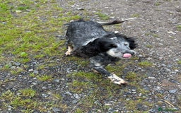 Cocker Spaniel dogs for sale: Adorable, Social, Confident KC reg Cocker pups - Image 26