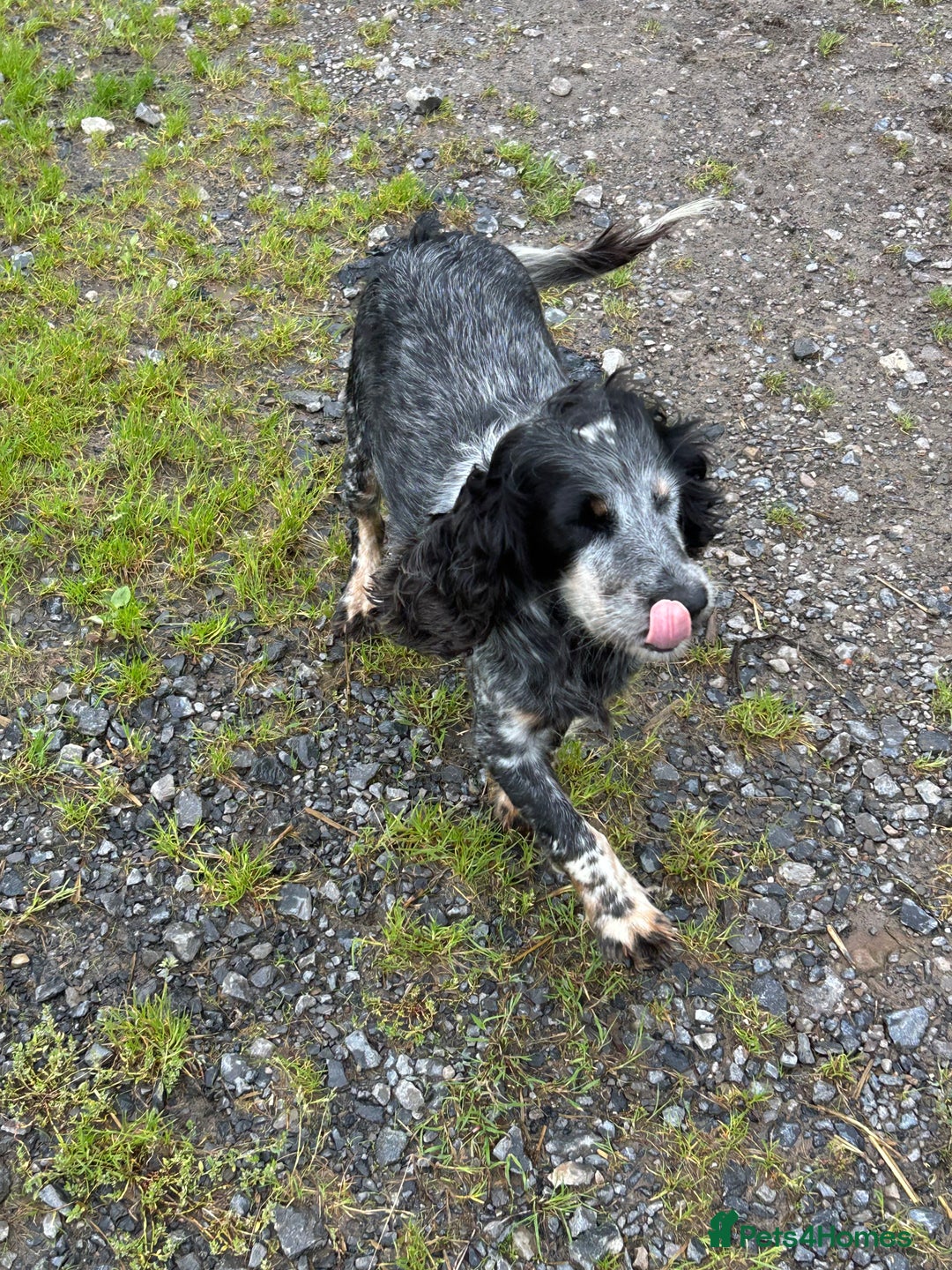 Cocker Spaniel dogs for sale: Adorable, Social, Confident KC reg Cocker pups - Image 26