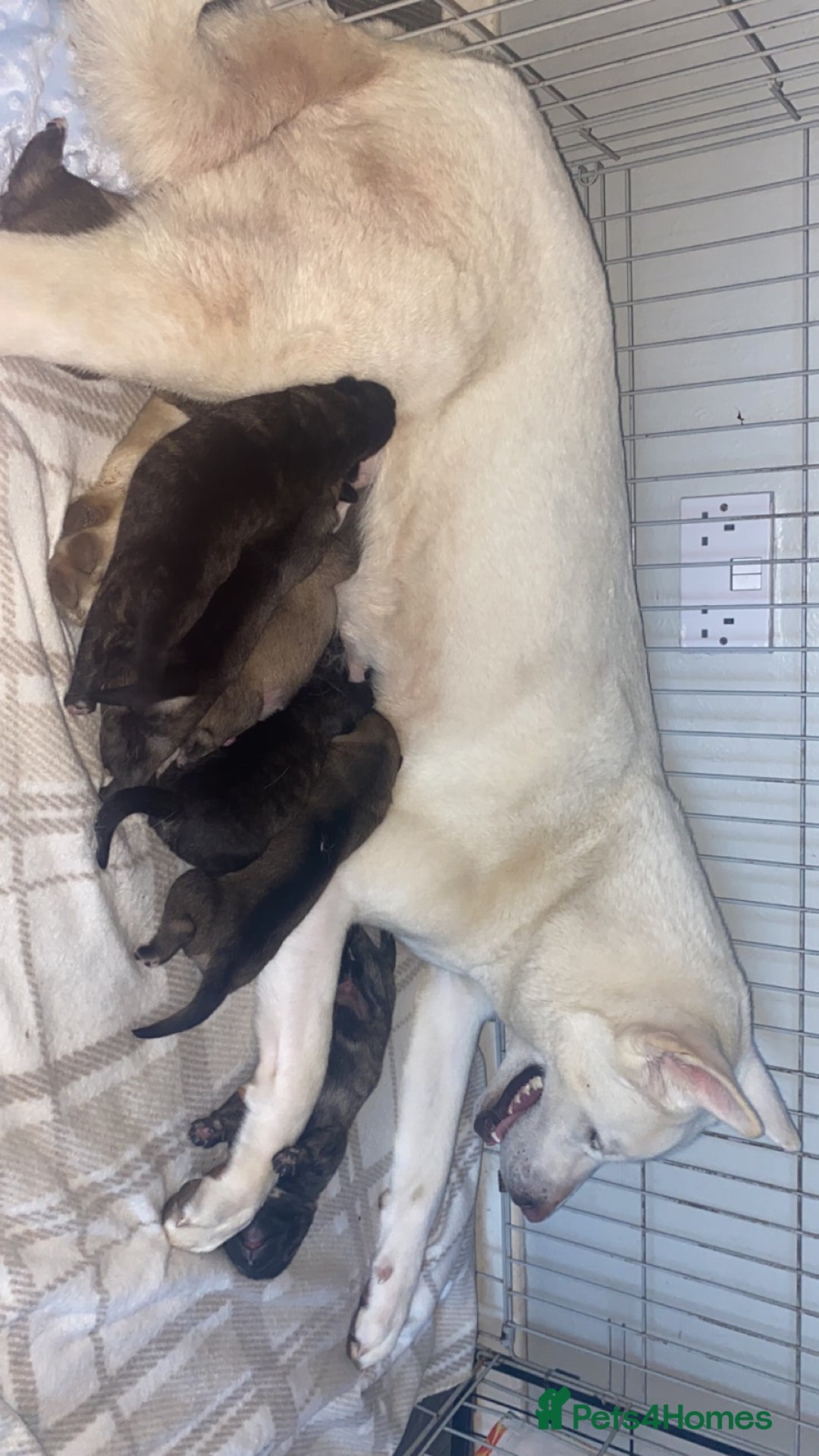 Mixed Breed dogs for sale: Rottweiler cross Akita (rokita) - Image 8