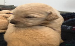 Mini Goldendoodle dogs for sale: 🐾STUNNING F1 MINIATURE GOLDEN DOODLES 🐾 - Advert 8