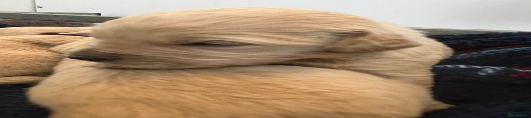 Mini Goldendoodle turquoise collar