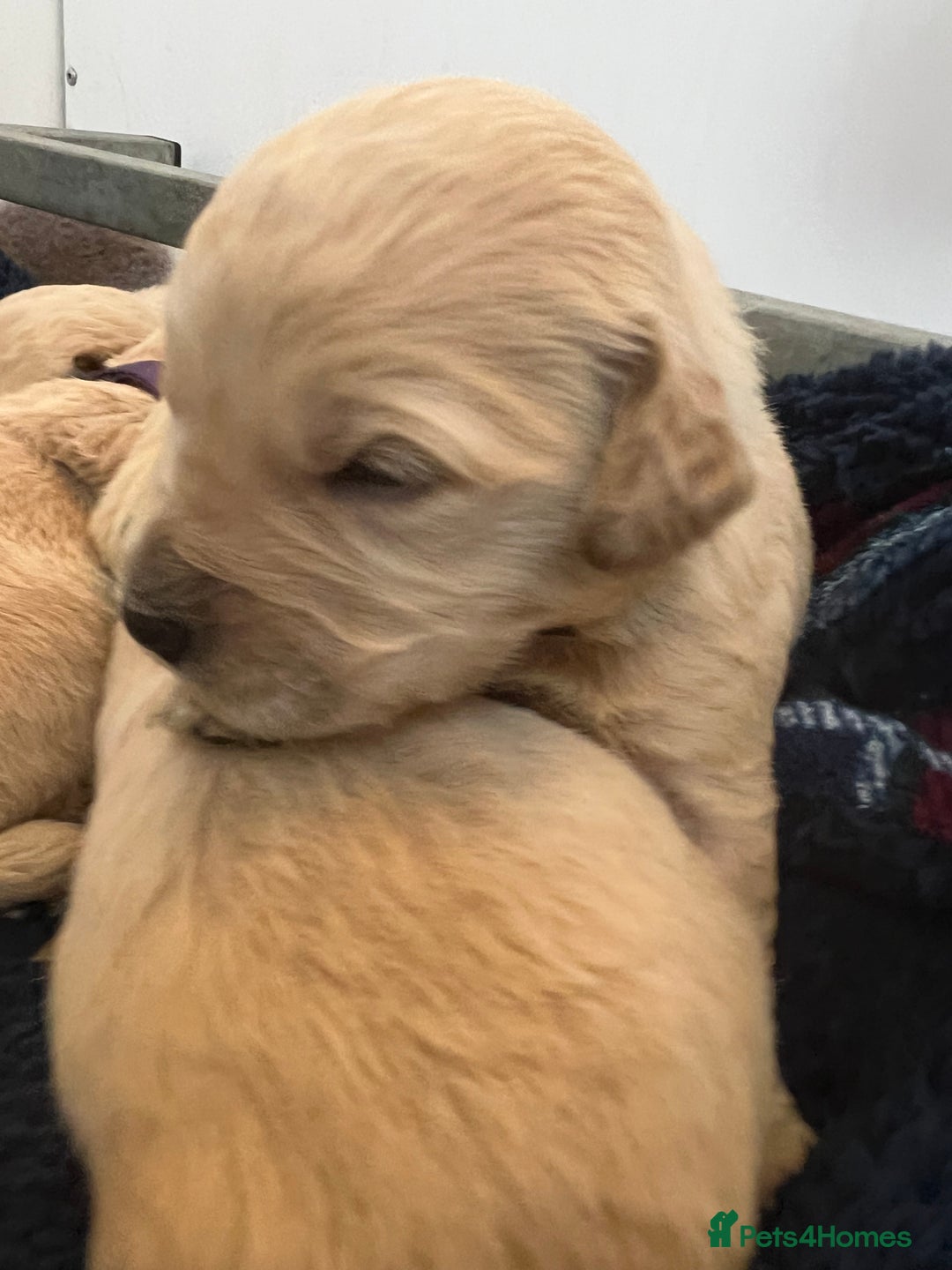 Mini Goldendoodle dogs for sale: 🐾STUNNING F1 MINIATURE GOLDEN DOODLES 🐾 - Advert 8