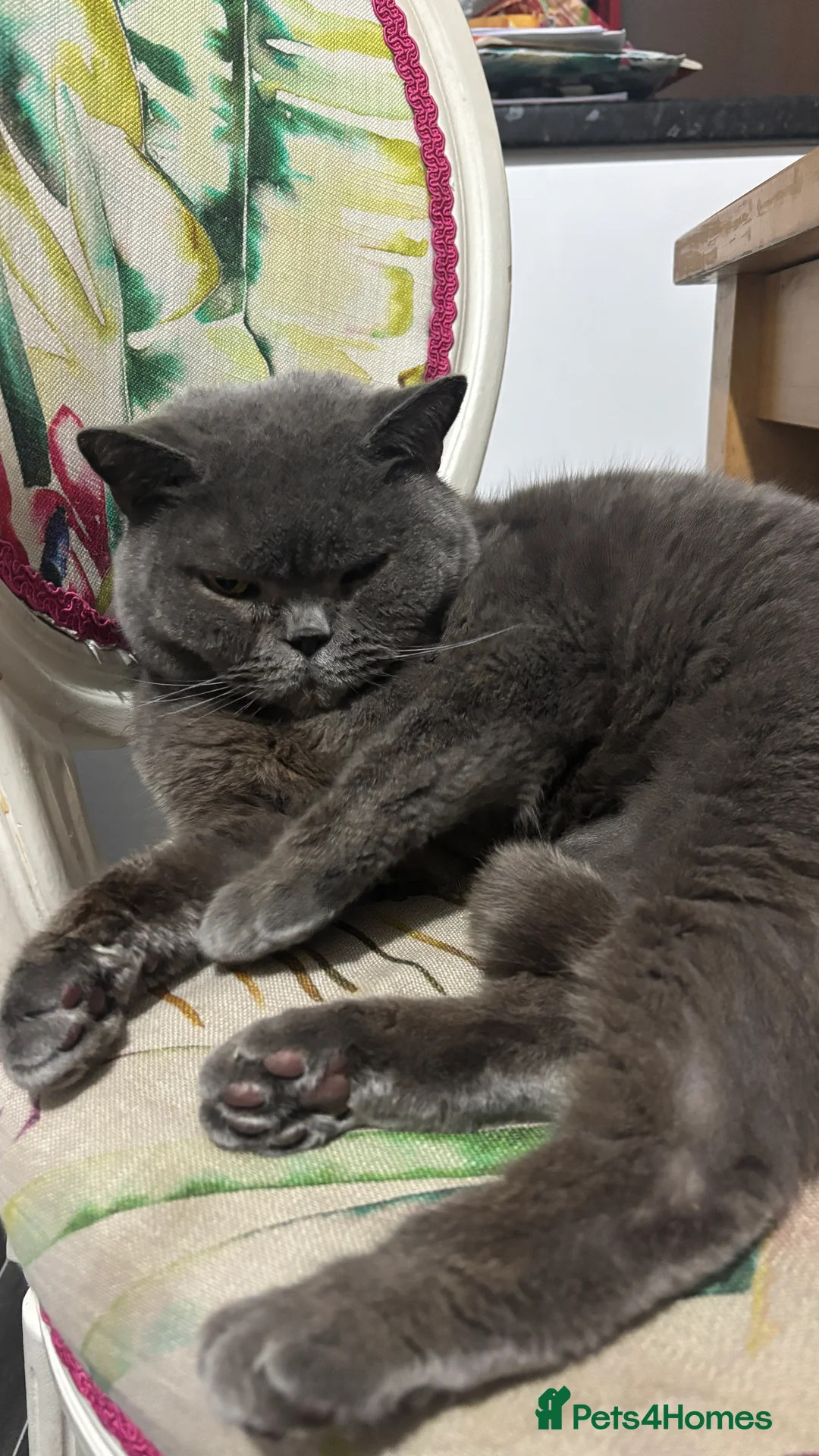British Shorthair cats for sale: Leon  in Chester - Advert 2
