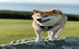 Japanese Shiba Inu dogs for sale: Beautiful Cream Shiba Inu boy for sale  - Image 8