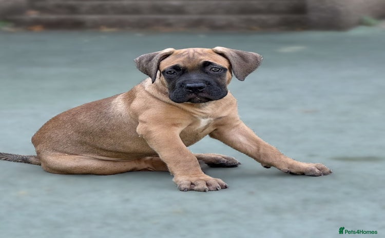 Mixed Breed dogs - Advert 9