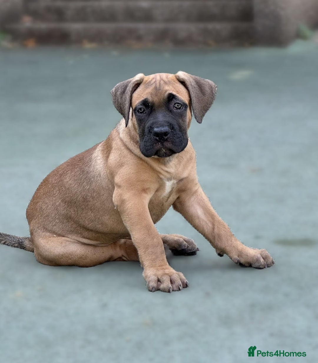 Mixed Breed dogs for sale: Cane corso / American bully Puppies  - Image 1