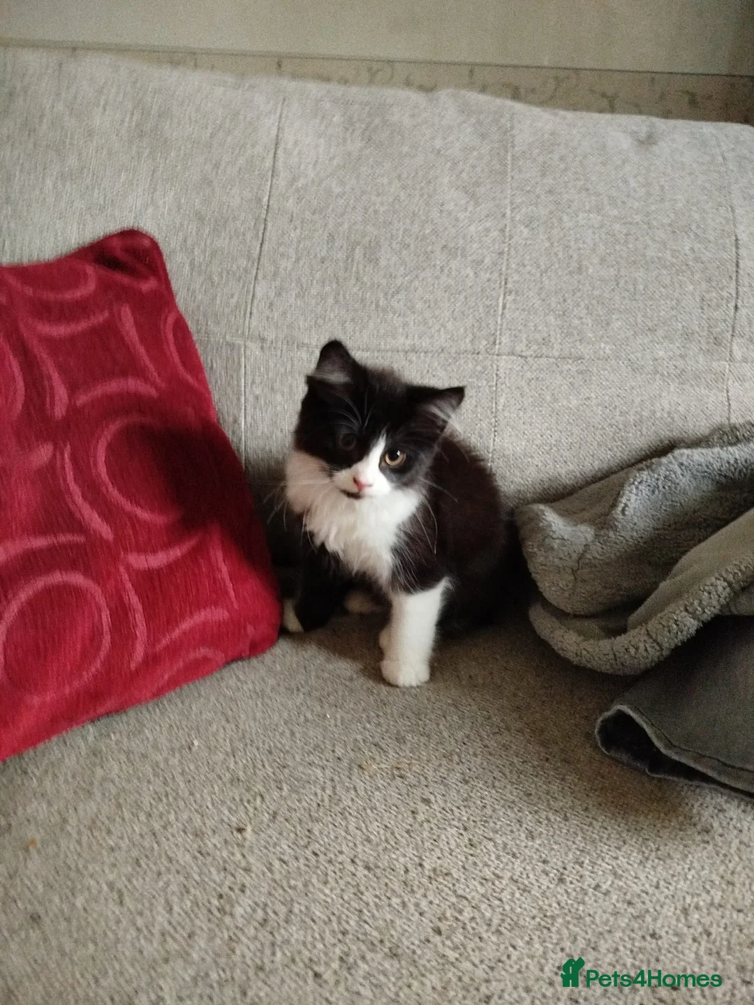 Mixed Breed cats for sale: 5 kittens for sale - Advert 3