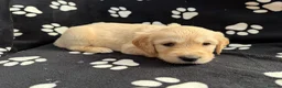 Golden Retriever dogs for sale: Kennel Club Health Tested Golden Retriever Puppies - Advert 40