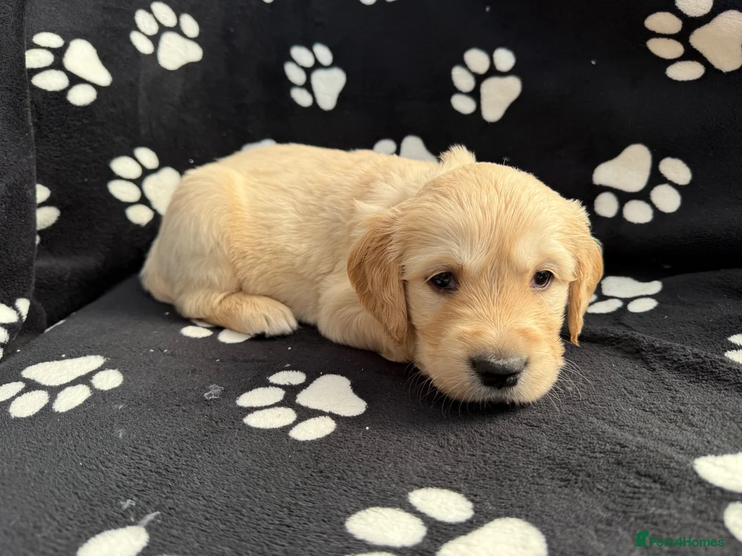 Golden Retriever dogs for sale: Kennel Club Health Tested Golden Retriever Puppies - Advert 40