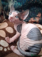 Sphynx cats Sphynx Kittens - Advert 8