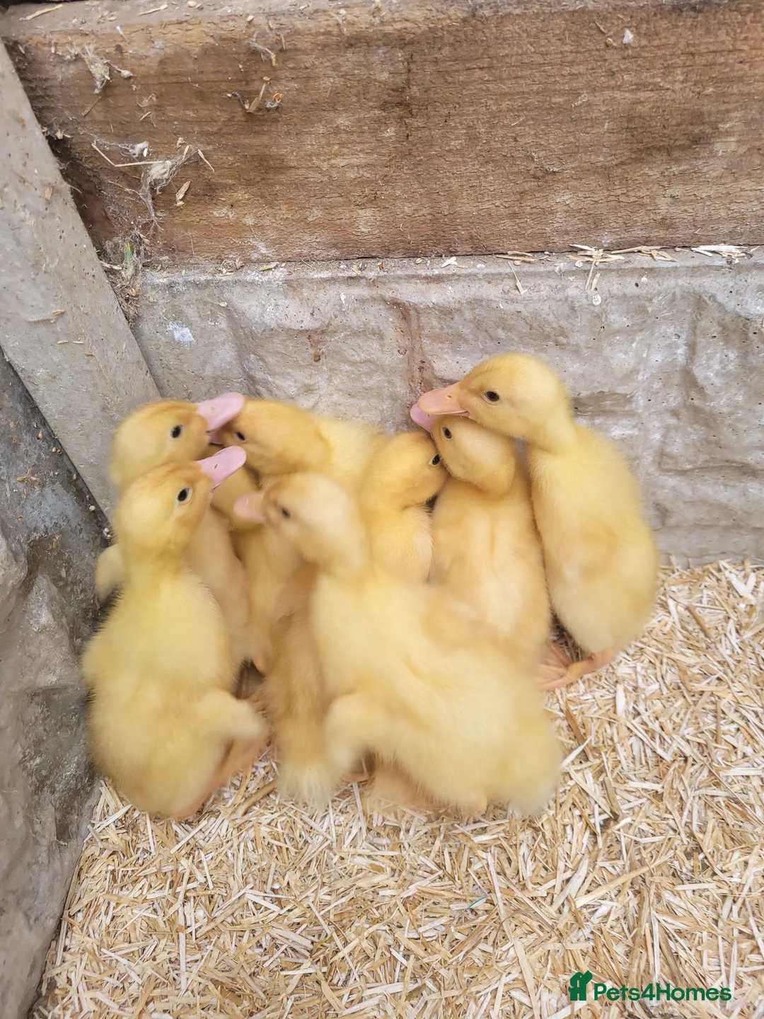 Ducks poultry for sale: Cherry ducklings in Normanton - Advert 3