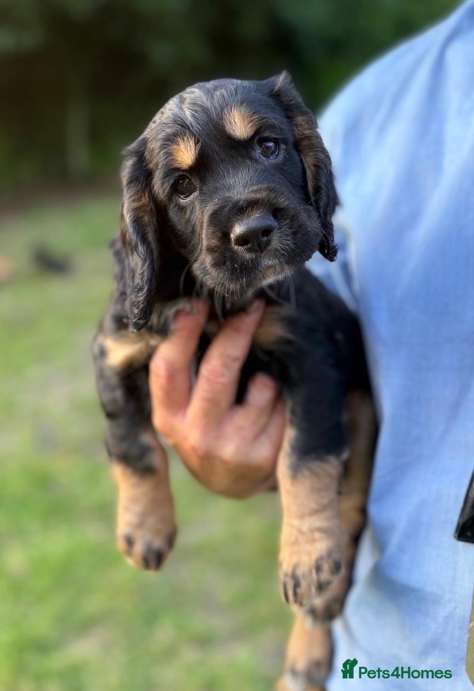 Cocker Spaniel dogs KC Registered Cocker Spaniels - Advert 2