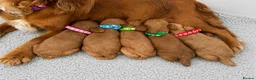 Cockapoo dogs for sale: 🐶✨Exceptional F1 Miniature Cockapoo ✨🐶 - Advert 6