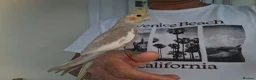 Cockatiels birds for sale: Super silly hand tamed baby budgies  - Advert 8