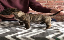 English Bull Terrier dogs for sale: Kcregd English bull terrier puppies  - Image 12