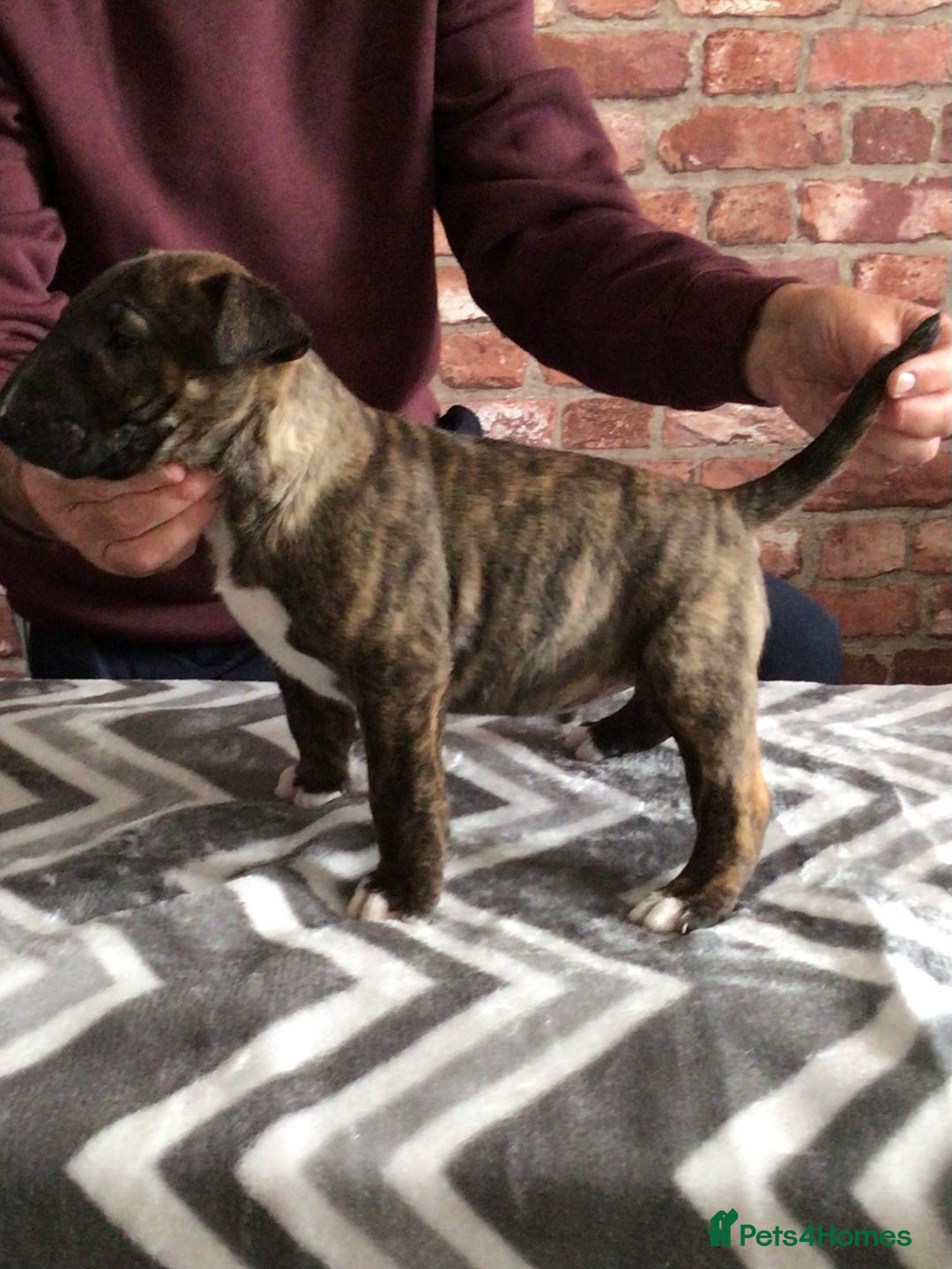 English Bull Terrier dogs for sale: Kcregd English bull terrier puppies  - Image 12