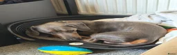 Dachshund dogs for sale: Affectionate Blue & Tan Dax Boy - Advert 2