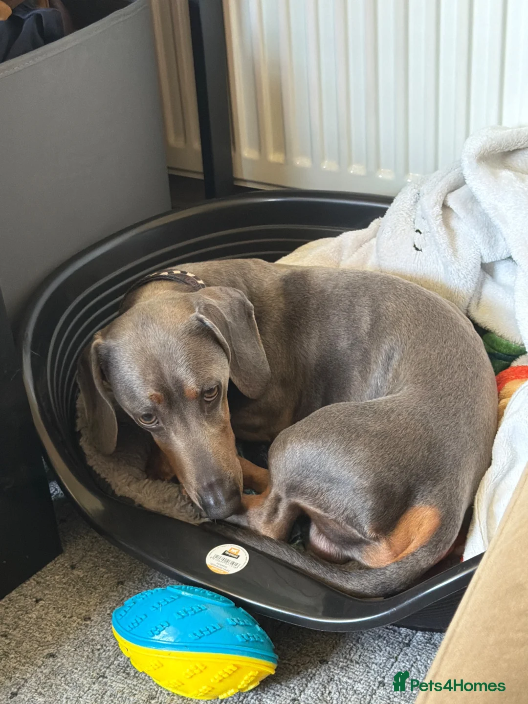 Dachshund dogs for sale: Affectionate Blue & Tan Dax Boy - Advert 2