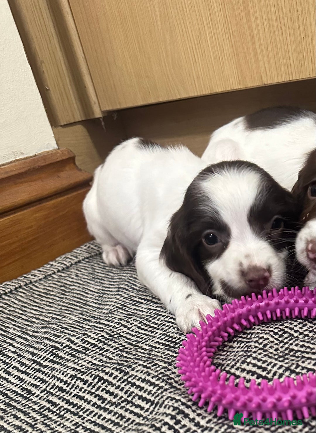 English Springer Spaniel dogs for sale: KC English Springer spaniel puppies  - Advert 24