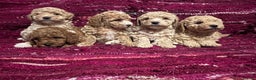 Poochon dogs for sale: F1B Poochon puppies - Advert 3