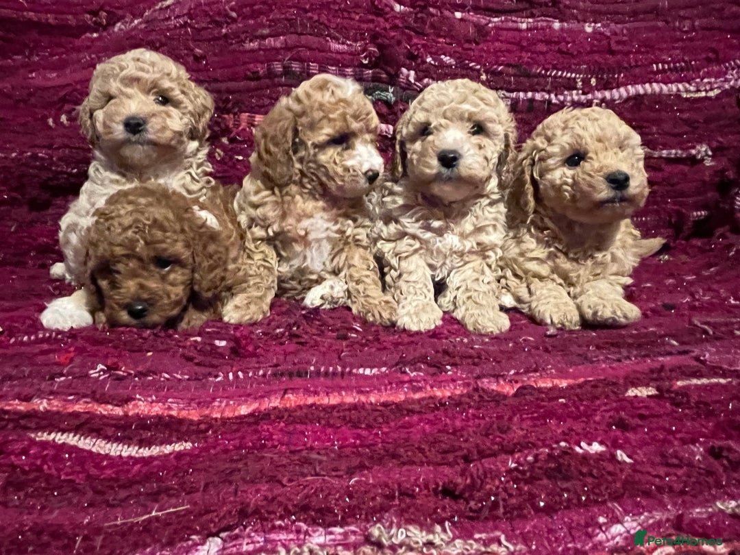 Poochon dogs for sale: F1B Poochon puppies - Advert 3