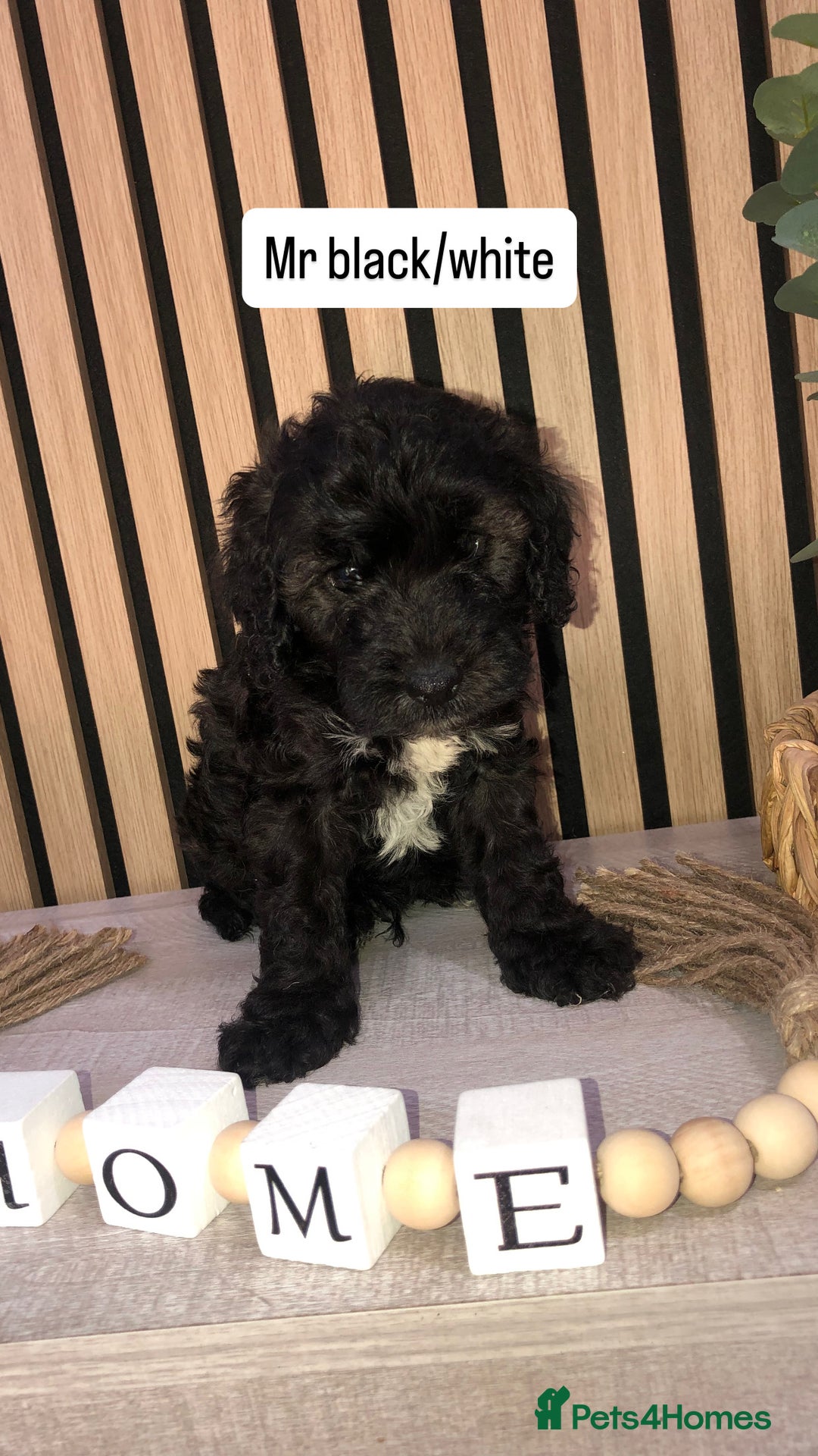 Cockapoo dogs for sale: F1b toy cockapoo puppies - Image 4