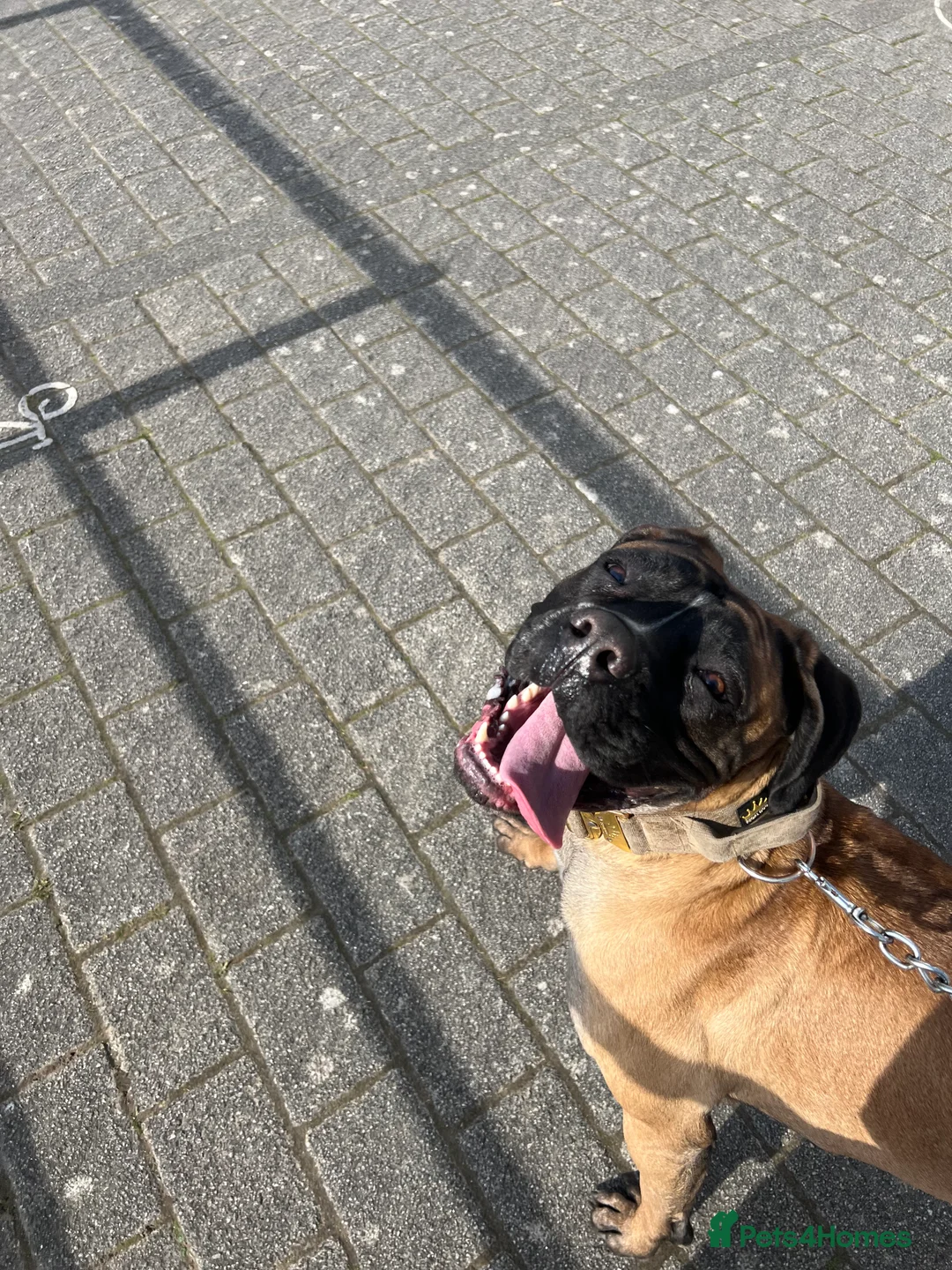 Mixed Breed dogs for sale: loving girl needing forever home  - Advert 8