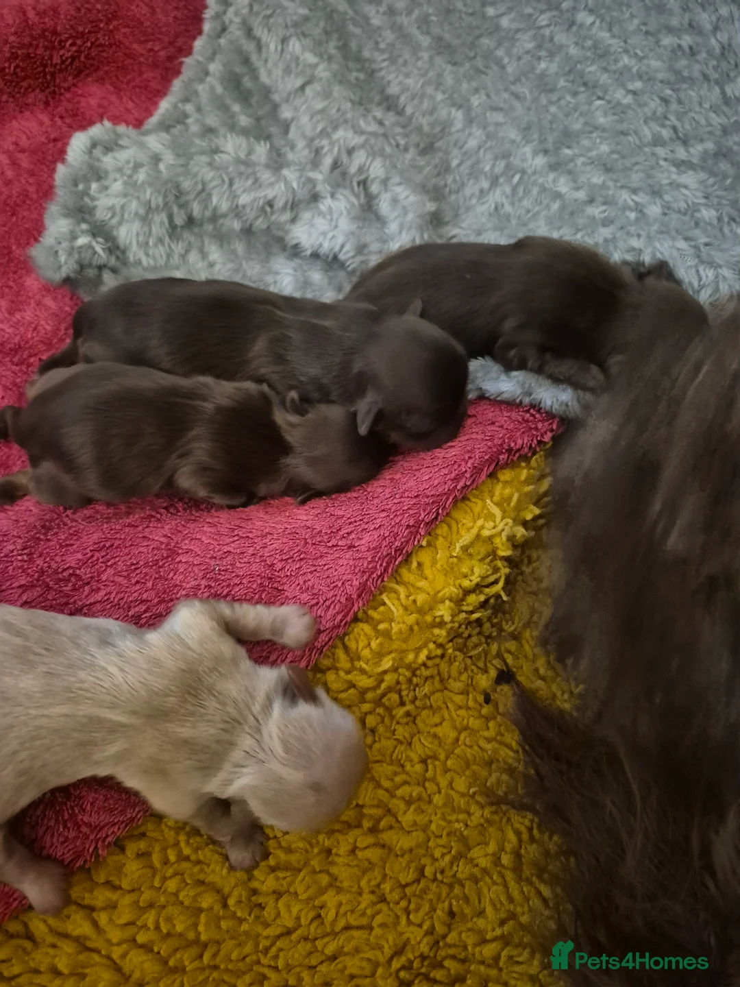 Shih Tzu dogs for sale: Shirebrook tzu - Advert 2