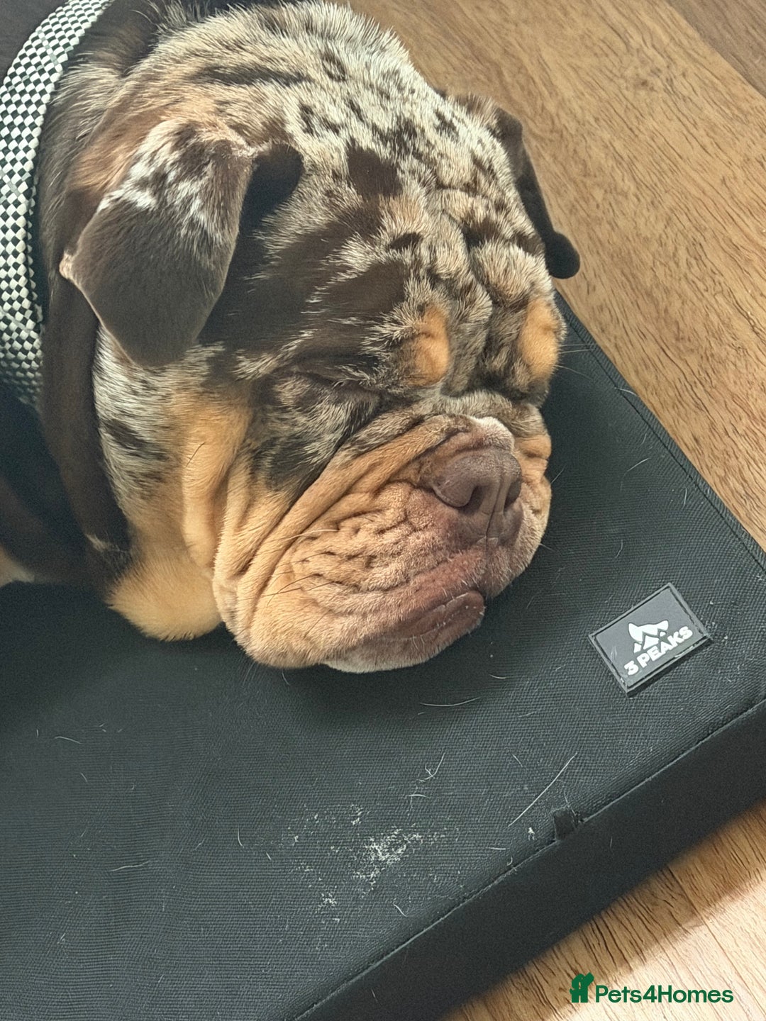 English Bulldog dogs for sale: Stunning & unique English Bulldog female  - Advert 7