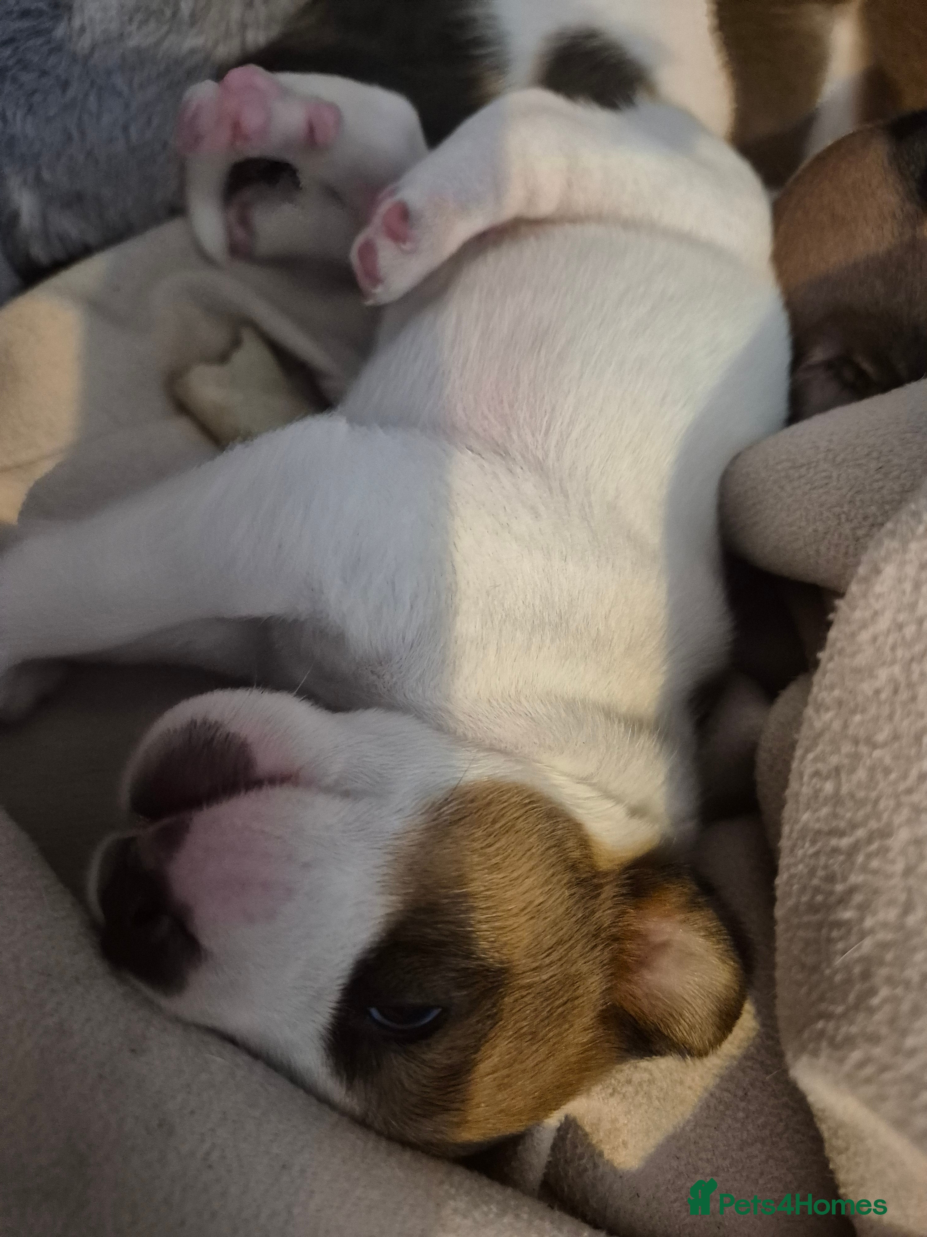 Jack Russell dogs Jack Russel puppies  - Advert 2
