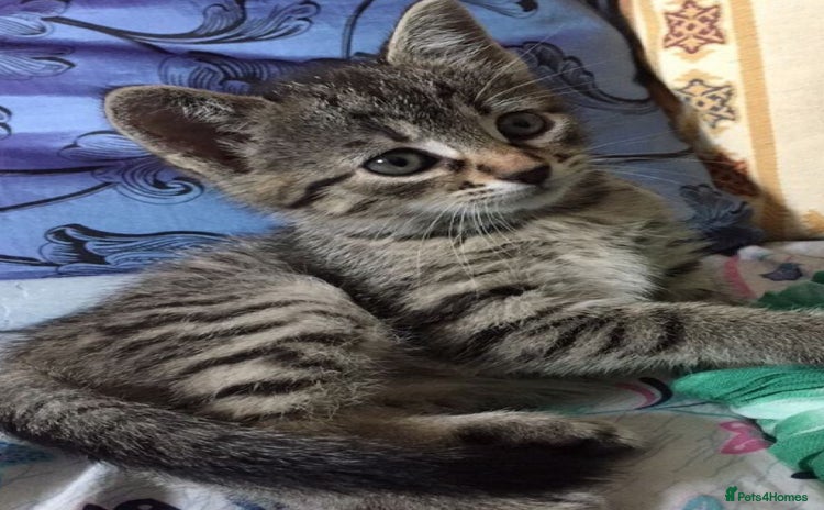 Mixed Breed cats - Advert 2