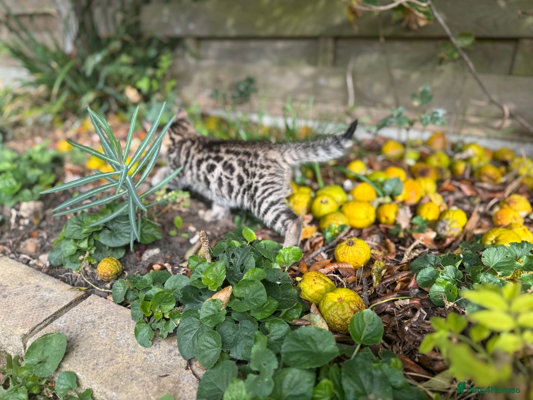 Bengal cats for sale: Bengal x Persian kittens - Image 16