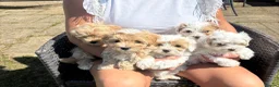 Maltipoo dogs for sale: Maltipoo puppies  - Advert 14