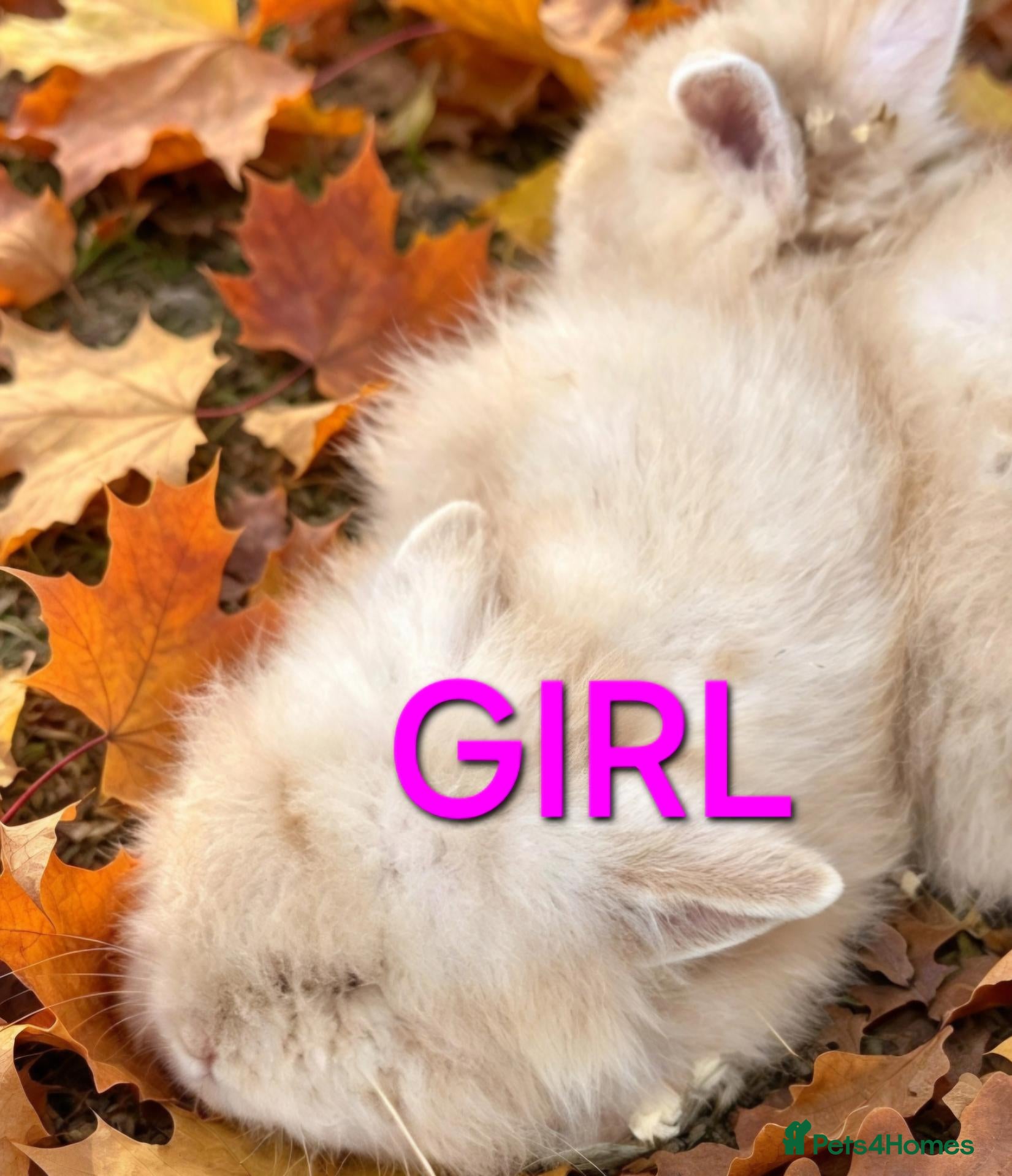Lionhead rabbits for sale: Lionhead babies  - Advert 19