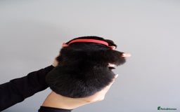 German Shepherd dogs for sale: 7 CHUNKY GERMAN SHEPHERD PUPPIES KC REGISTERED - Image 12