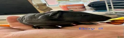 Guinea Pig rodents for sale: Super friendly skinny pig babies - Advert 6