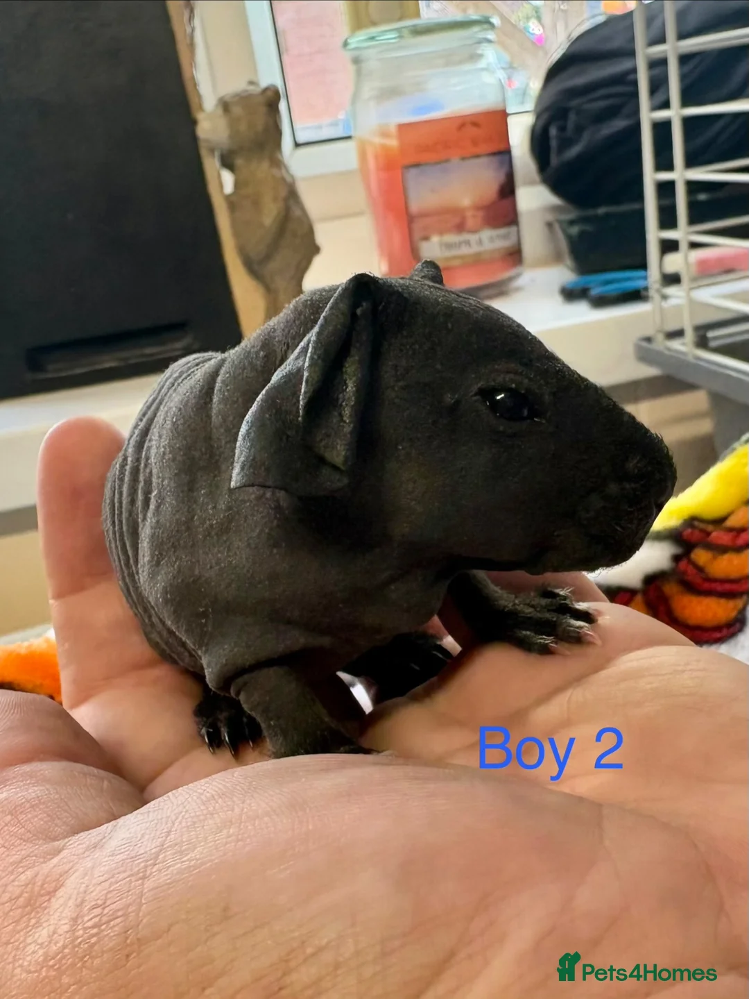 Guinea Pig rodents for sale: Super friendly skinny pig babies - Advert 6