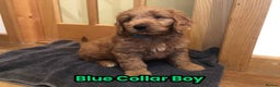 Goldendoodle dogs for sale: F1 Miniature Goldendoodle's 100% DNA Health-Tested - Advert 24